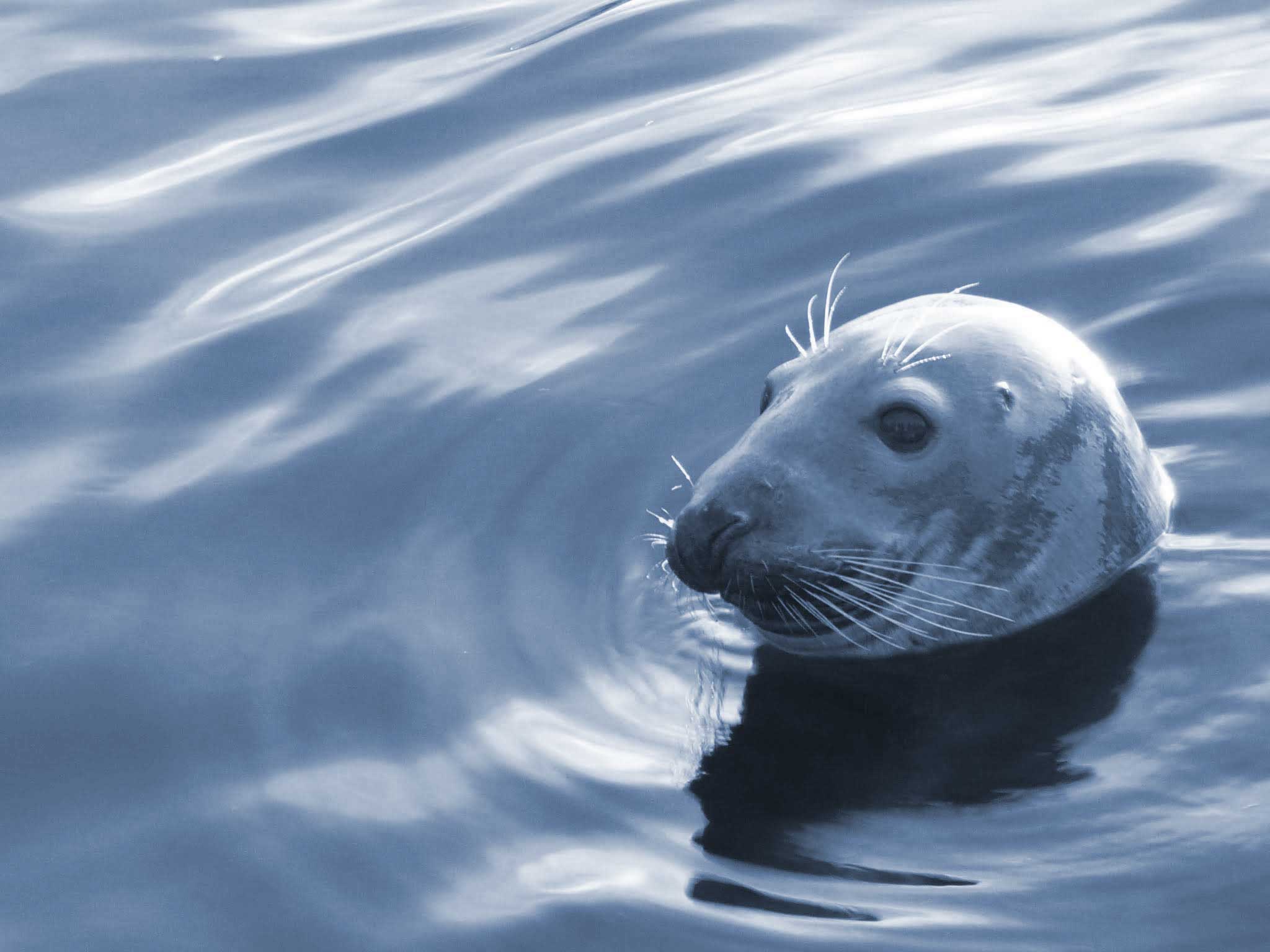 Seal image